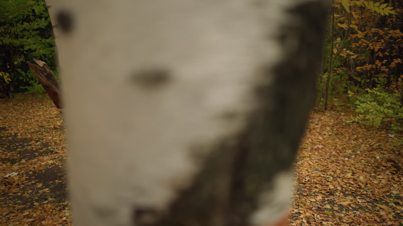 взгляд сверху на женщину, одетую в стильный наряд, сидящую в одиночестве, опираясь на дерево, читающую книгу, когда она осторожно касается страниц, окруженную золотыми осенними листьями в мирной лесной обстановке