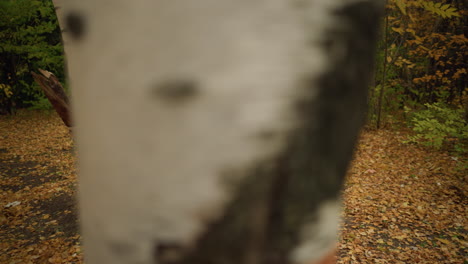 vista aérea de una mujer vestida con un traje elegante sentada sola, apoyada en un árbol, leyendo un libro mientras toca suavemente las páginas, rodeada de hojas doradas de otoño en un entorno pacífico de bosque
