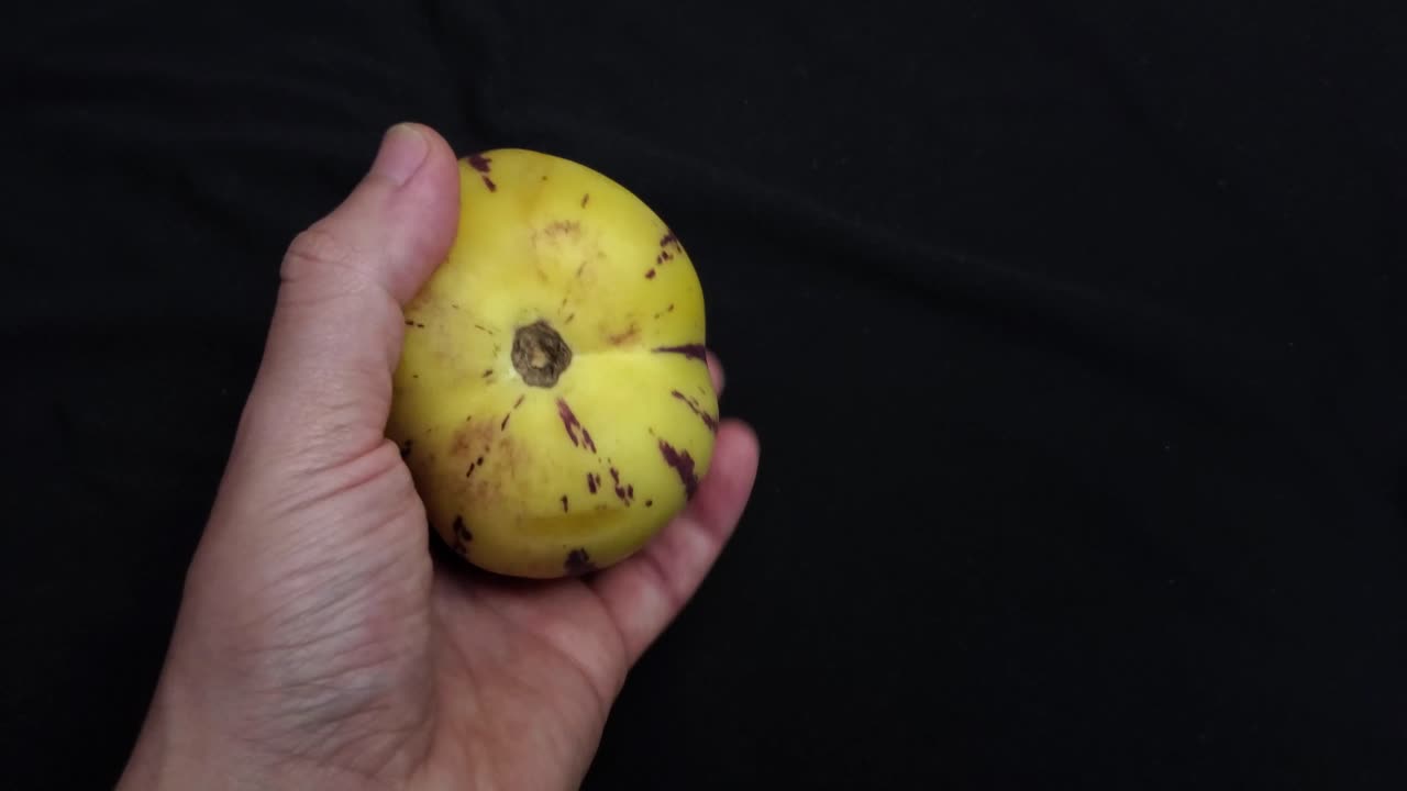 video 4k de una fruta dulce de pepino, también llamada "pepino", la fruta es originaria de américa del sur