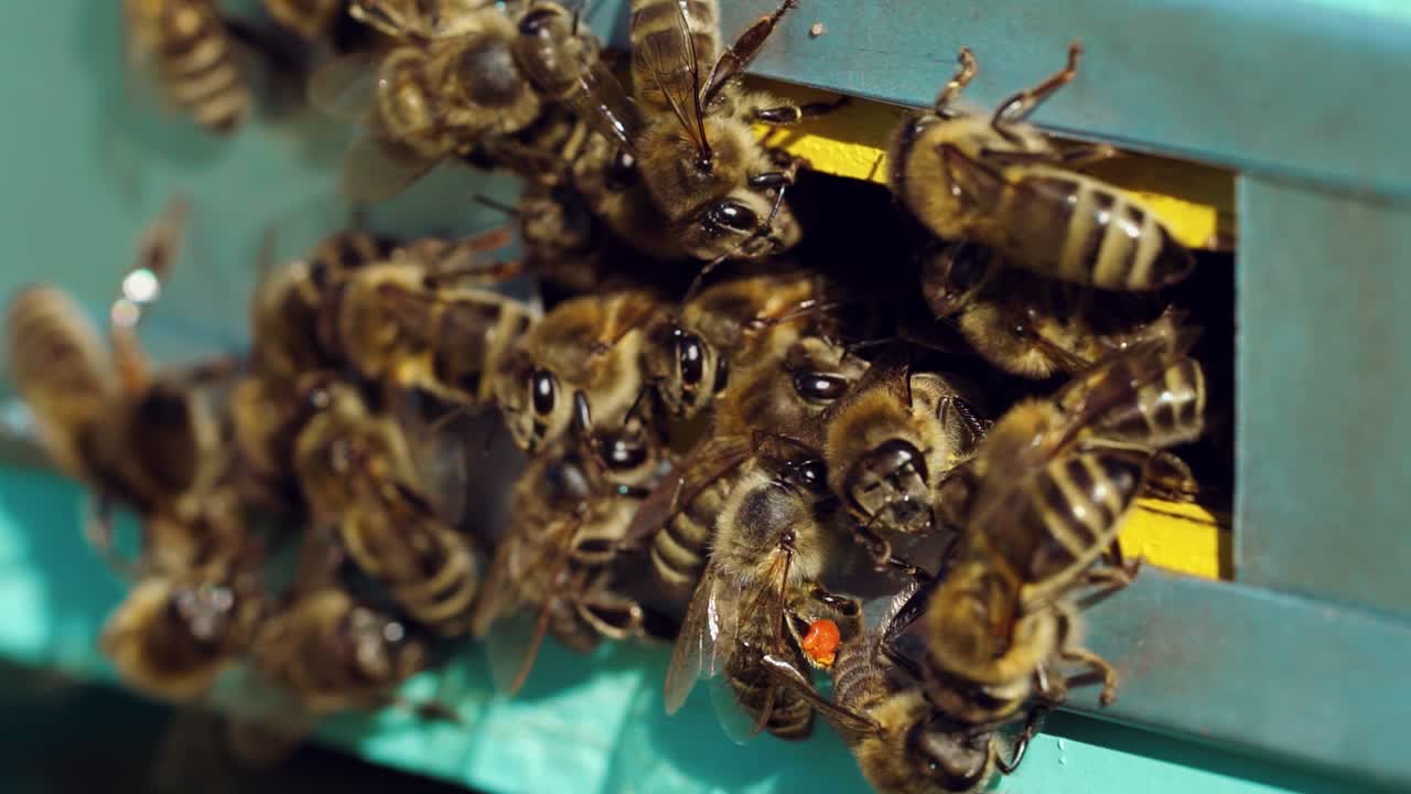 Honey bees swarming and flying around their beehive. Life of worker bees. Slow motion