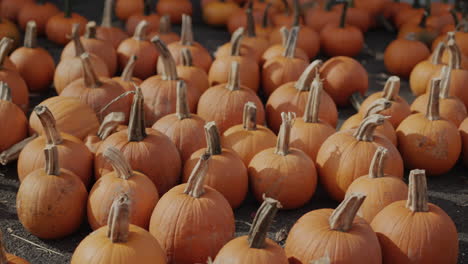 rows of large pumpkins at an agricultural fair in the usa