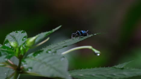 Blue-colored-weevil-on-a-leaf-zooming-out-of-the-frame,-Weevil-Metapocyrtus-lindabonus-Schultze,-Philippines