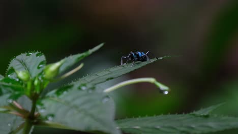 blue colored weevil on a leaf zooming out of the frame, weevil metapocyrtus lindabonus schultze, philippines