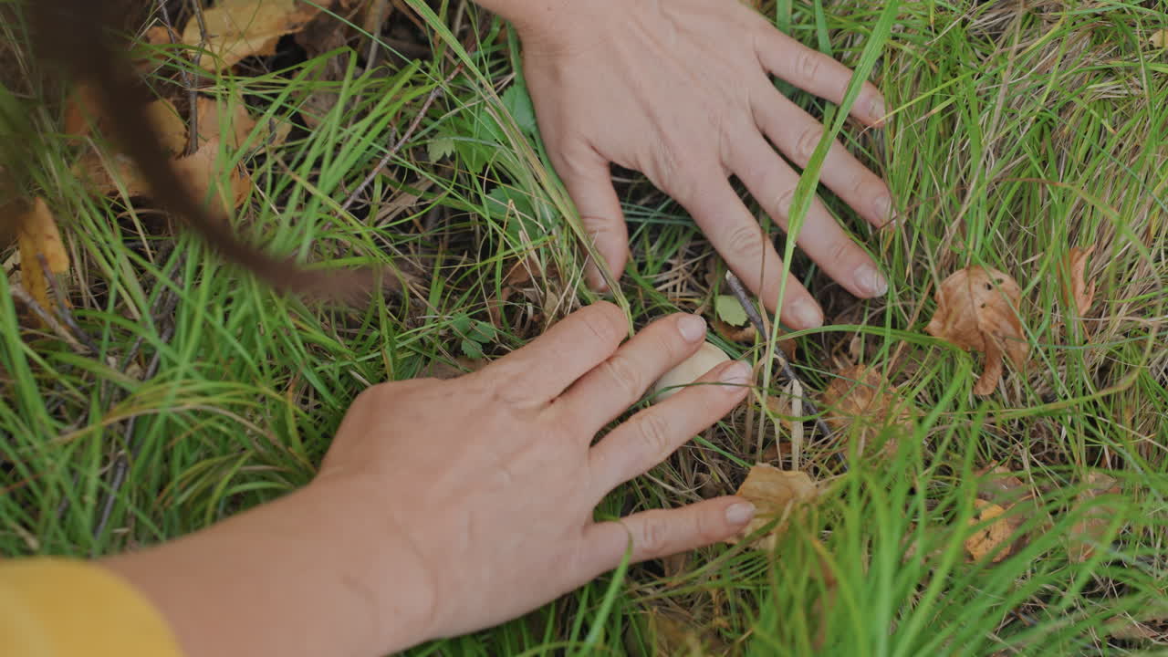 White woman camping finds small mushroom in grass, hands and yellow sleeve probe soil and leaf litter, closeup playful inspection, natural campsite learning moment with cautious harvest and outdoor