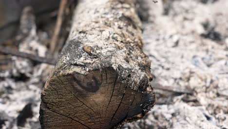 tilting down to show a log turning to ash