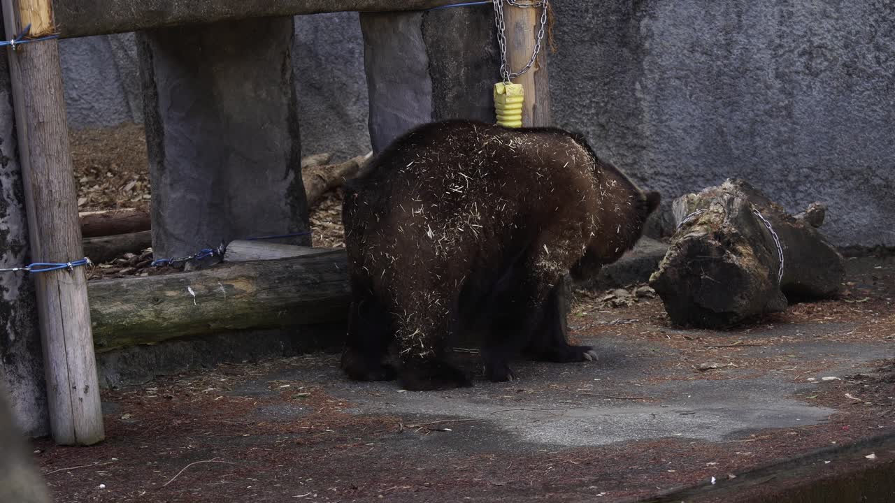 Stakkars grizzlybjørn i Toyohashi Nonhoi Zoo trenger et bad