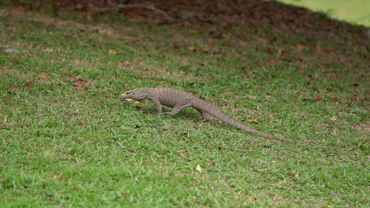 A wild Clouded Monitor lizard (Varanus nebulosus) flicks its tongue while walking across a lush green lawn in a tropical park