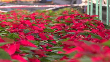 close up of a bunch of the red christmas plant, called nochebuena or possentia plant