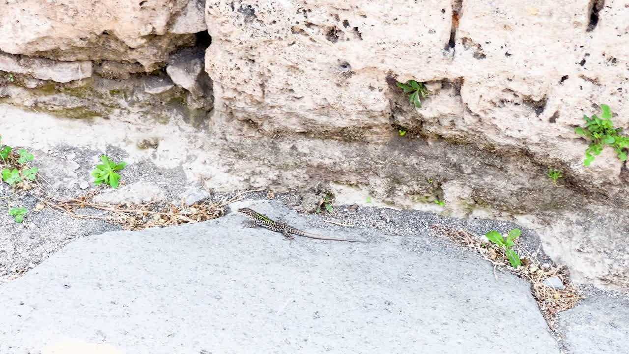 un lagarto calentándose en las antiguas piedras de pompeya, con vegetación natural en el fondo