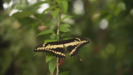wide spread wings of king swallowtail butterfly perching on foliage. selective focus shot