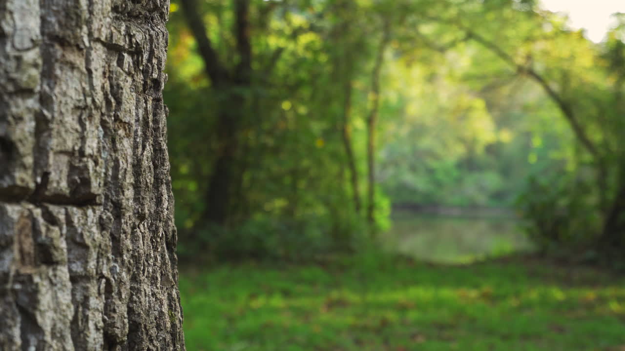 슬라이더  ⁇ 은 나무 뒤를 드러 ⁇ 니다.