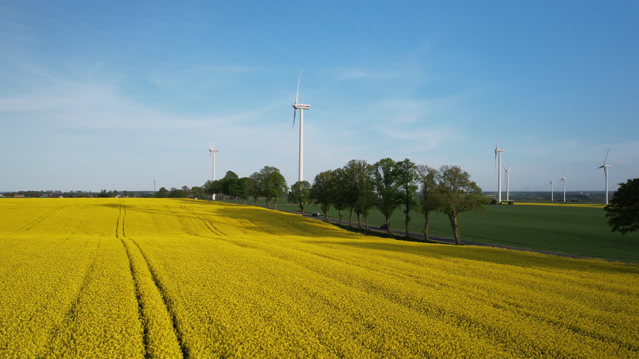 hermosos campos de colza amarilla se extienden contra el fondo de un cielo azul