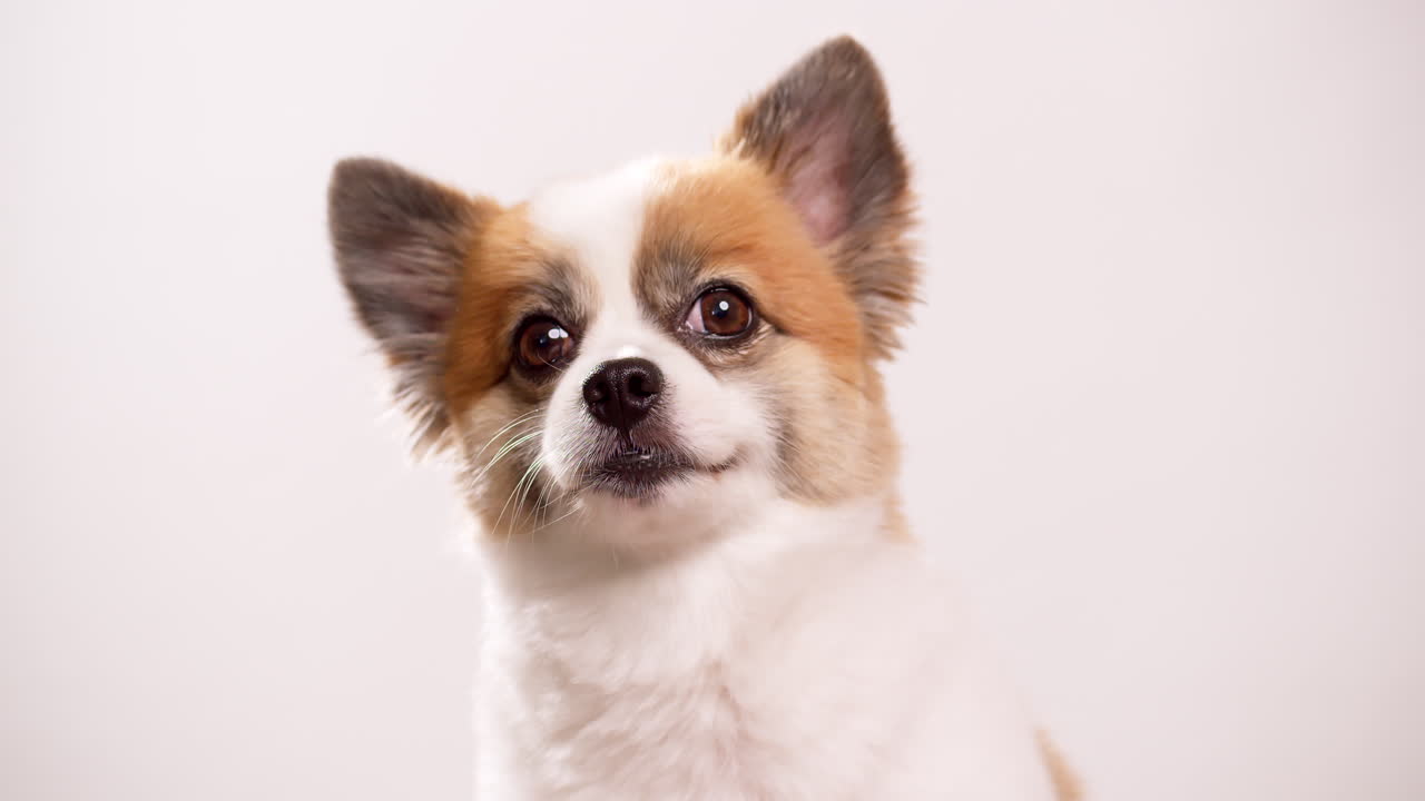 imágenes de primer plano de un pequeño y feliz cachorro de cervatillo y perro blanco relajándose en una alfombra rosa contra una pared rosa