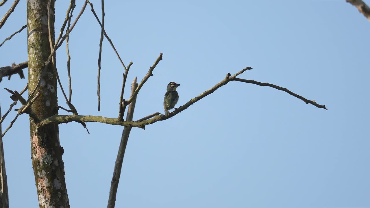 Coppersmith barbet (Psilopogon haemacephalus) perched and grooming on a bare tree branch with blue sky background. Colorful bird look around and fly away
