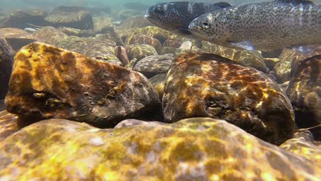 underwater view of two trout swimming against the current to feed on inspects in a clear, shallow stream in the san juan mountains near telluride co