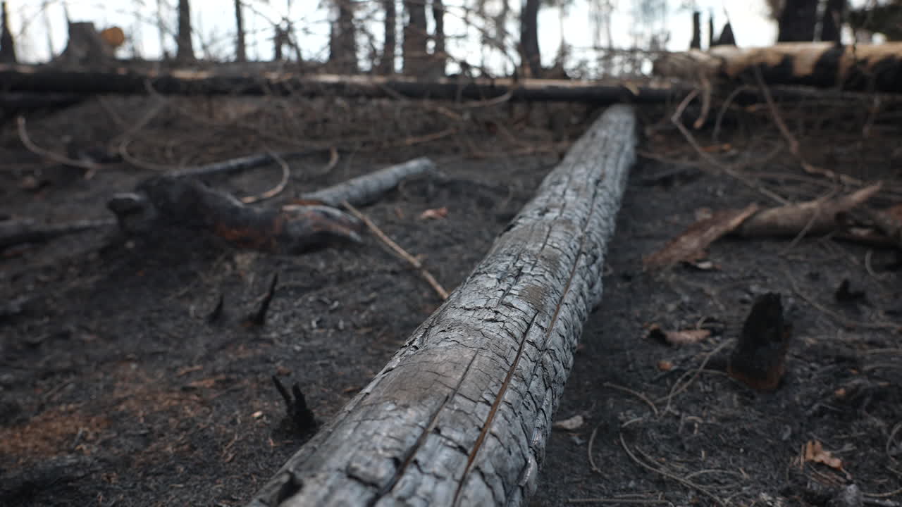 árbol carbonizado, tierra quemada, bosque destruido, secuelas de un incendio forestal, primer plano