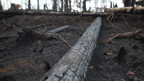 Charred-Tree,-Scorched-Ground,-Destroyed-Forest,-Aftermath-of-Wildfire,-Close-Up