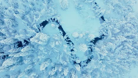 bird's eye view of a white winter forest tree through flowing stream