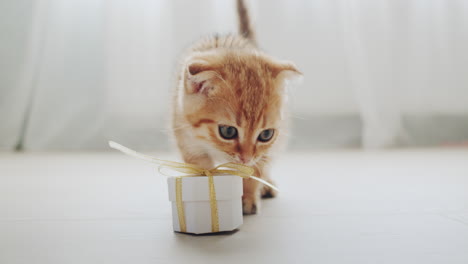 curious ginger kitten sniffs a small box with a gift