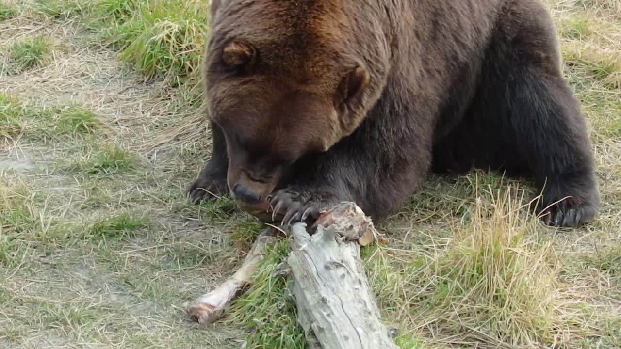Un grande orso grizzly bruno dell'Alaska che mastica la carne su un osso da un pasto recente