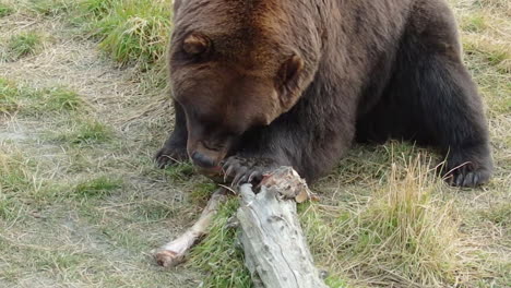 un grand ours brun de l'alaska grizzli mâchant la viande sur un os d'un repas récent