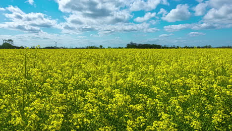 Zeitraffer---Aufsteigende-Aufnahme-über-Einem-Rapsfeld-An-Einem-Strahlend-Sonnigen-Tag-Mit-Blauem-Himmel