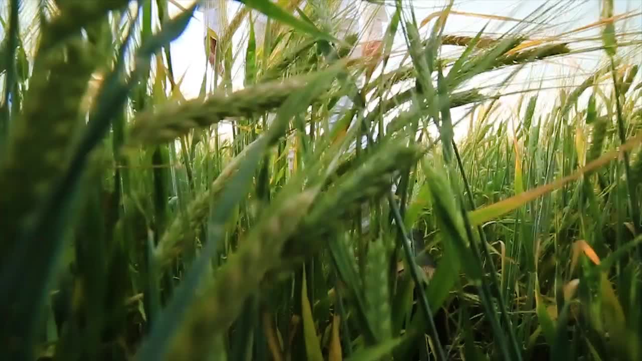 밀 을 가로질러 고 있는 사람 들