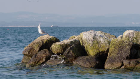 a seagull sitting on a rock in the water