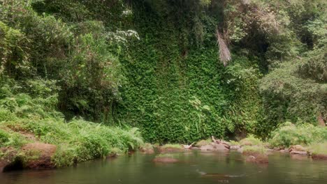 Vista-Aérea-Hacia-Atrás-Desde-Una-Vegetación-Cubierta-De-Vegetación-En-Una-Pared-De-Montaña-En-Las-Selvas-De-Bali,-Indonesia