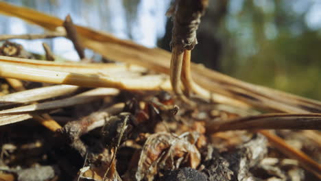 Group-of-black-ants-runs-among-yellow-pine-needles-on-ground