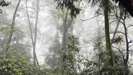 the qingcheng mountain forest is a captivating and verdant expanse that encompasses the slopes and valleys of qingcheng mountain in sichuan province, china