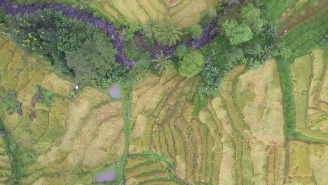 Drohne-Fliegt-über-Grüne-Reisterrassen-In-Indonesien-Bali-Grünes-Landschaftsmuster