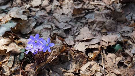 purple heptica flowers waving in wind