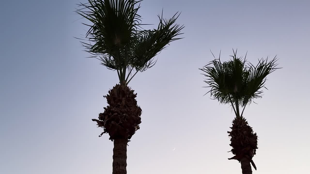 Fixed shot of palm trees swaying gently in the wind at sunset near Renaissance Hotel in Palm Springs