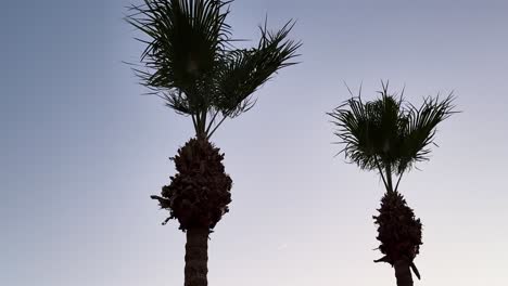 fixed shot of palm trees swaying gently in the wind at sunset near renaissance hotel in palm springs