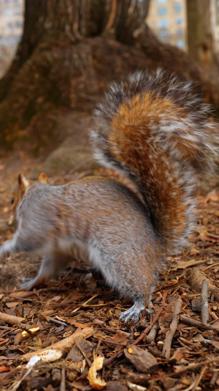 Scoiattolo grigio orientale che mangia una noce a terra. Primo piano di uno scoiattolo che tiene una noce con le zampe sul terreno del bosco coperto di foglie secche e ramoscelli
