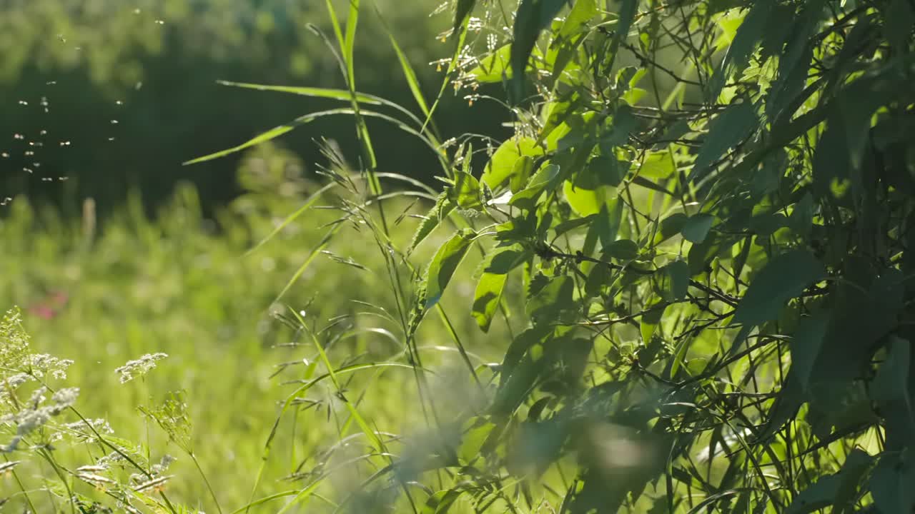 초록색 과 덤불