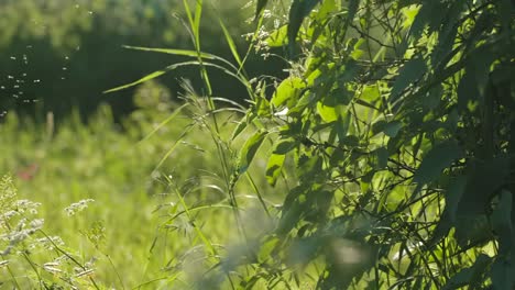 campo verde y arbusto
