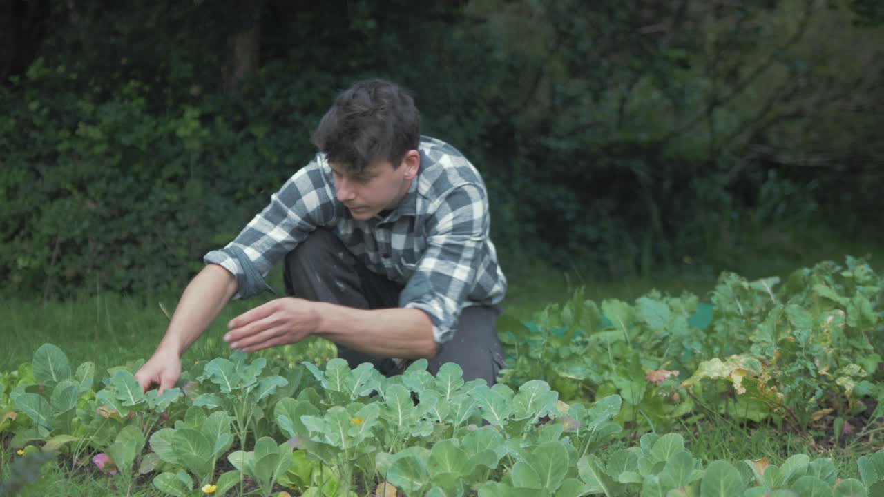 joven jardinero masculino inspeccionando el deshierbe entre plantas jóvenes de col rizada en el jardín
