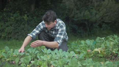 young male gardener inspecting weeding between young kale plants in garden