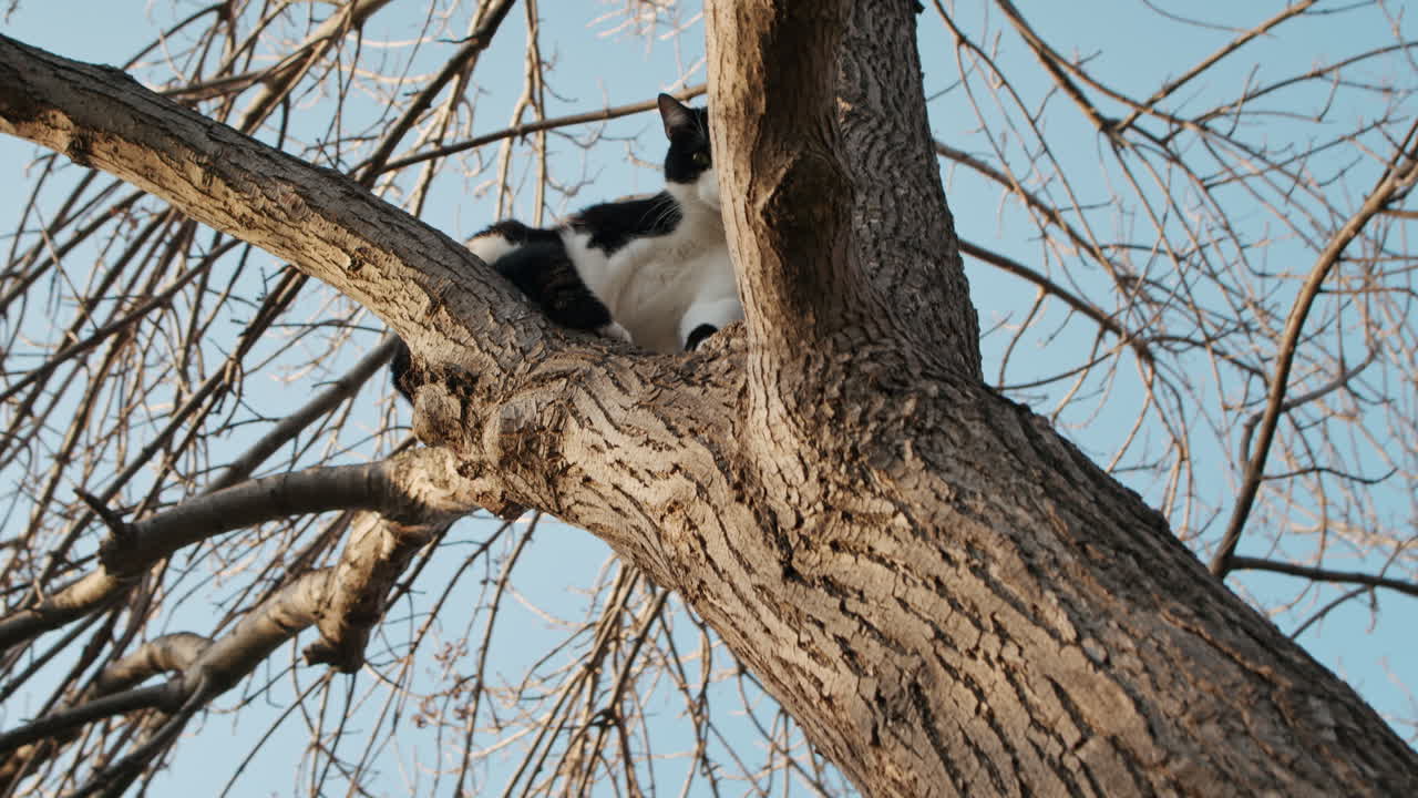 두 가지 빛깔의 흑백 고양이가 나무에 갇혀 화창한 날 천천히 내려가는 것을 두려워하는 모습