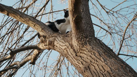 Zweifarbige-Schwarz-weiße-Katze-Steckte-In-Einem-Baum-Fest-Und-Schien-Angst-Zu-Haben,-An-Einem-Sonnigen-Tag-In-Zeitlupe-Herunterzuklettern