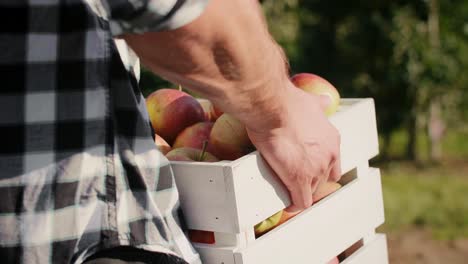 hombre llevando una caja llena de manzanas