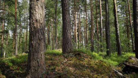 Vista-Aérea-Del-Bosque-En-Finlandia.-Hermosa-Naturaleza-De-Finlandia.