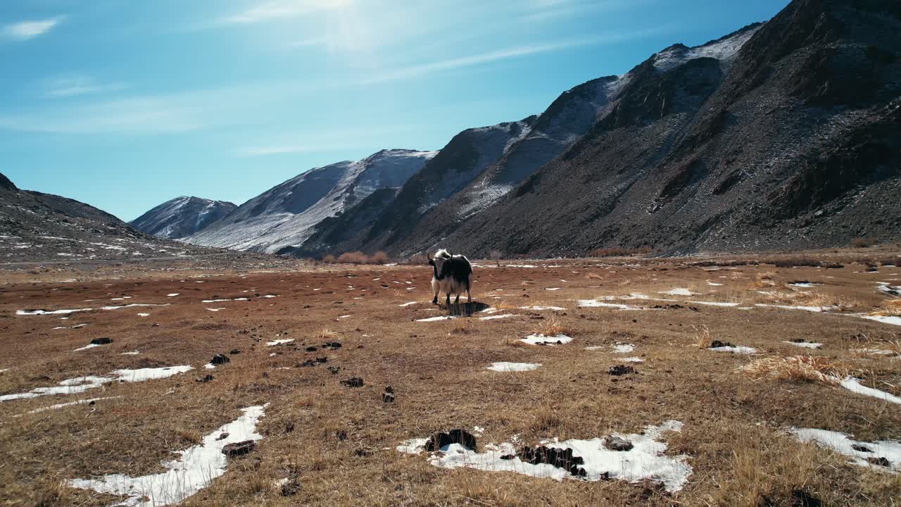 Drone Vola Verso Gli Yak Nella Mongolia Occidentale
