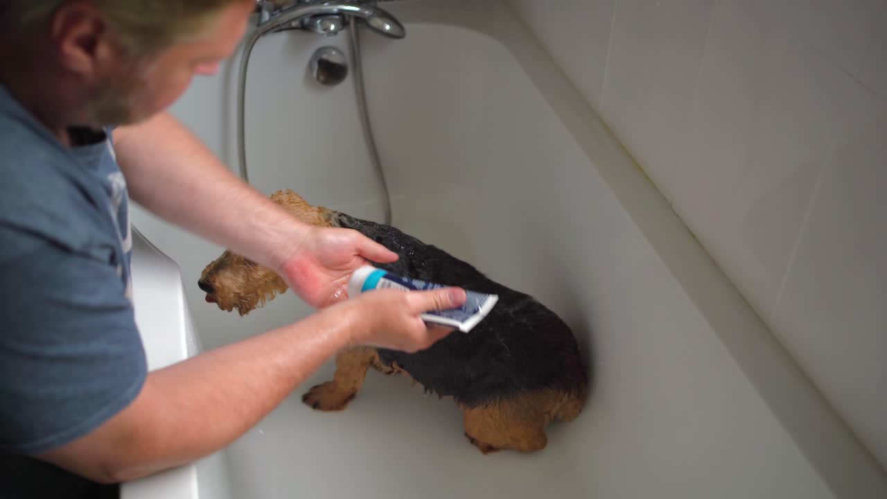 perro siendo lavado con champú para perros jabón en bañera blanca manos masculinas enjabonando el abrigo de piel de los terriers