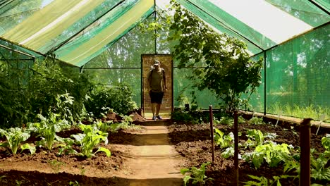 man checking on his produce in his greenhouse, farming homesteading