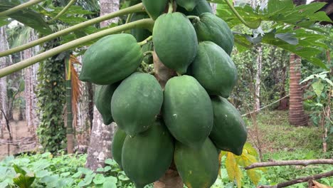 close up shot of unripe papayas on the tree