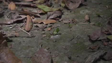 ants carrying leaves on ground