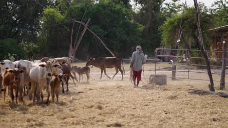 a farmer herding cattle in a dry rural landscape